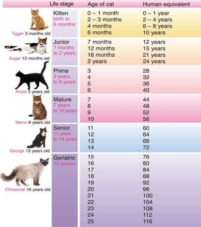 tabel perbandingan umur kucing dengan manusia